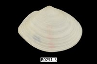 藏品(櫻蛤)的圖片